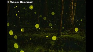 Scientists study synchronous fireflies at Congaree National Park