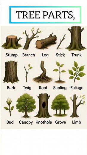 Tree Parts Vocabulary 🌳 | Learn English Words About Trees | Beginner Friendly#english