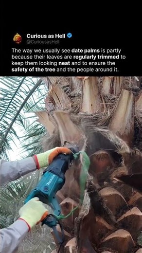 Why Date Palms Look So Perfect 🌴