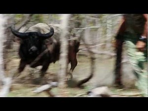 The Australian Pursuit - Water Buffalo and the Way of the Spear (Preview)