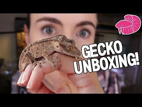 AMAZING Crested Gecko Unboxing and Bioactive Setup - Step-by-step