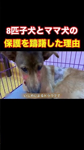 顔と体にスプレーで落書きされた野良犬を保護(避難中の14匹の子たちの記録😢)