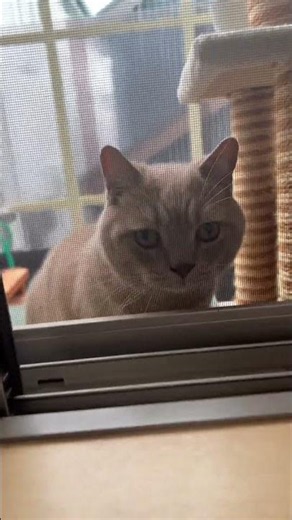 #マンチカン#猫#猫動画＃子猫#ねこ＃猫好き＃かわいい猫#癒しの猫#ねこのいる暮らし#猫のおもしろ動画 #猫のいたずら#猫の癒し#猫のゴロゴロ音#猫のかわいい瞬間#ふわふわ猫