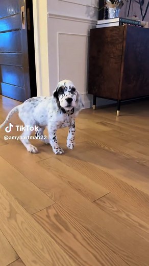 Welcoming Our New English Setter Puppy Home