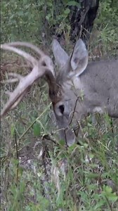 Whitetail Buck - Pre-Rut Rub 🦌