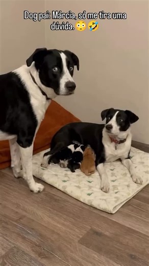 Gabriel Rosetti de Souza on Instagram: "#reelsviral #viralvideos #cachorro #cachorros #filhos"