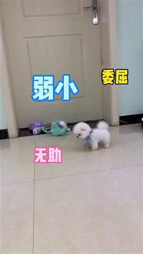 Adorable Small Teacup Dog, Cute And Happy 🐶💖 #TeacupDog #TinyCutie