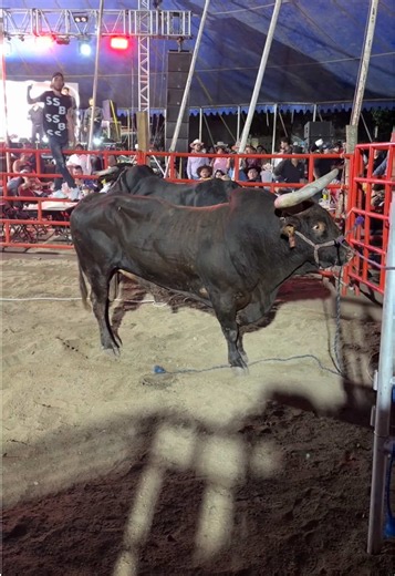 #Bull El Poderoso Rey Escorpión Un Torazo…🔥😱😬 #Torosdereparo #Bullrider #Toros #Jaripeo_ranchero