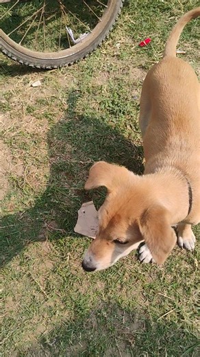 Golu's morning started freshlyyy today 🥰🩷🧿