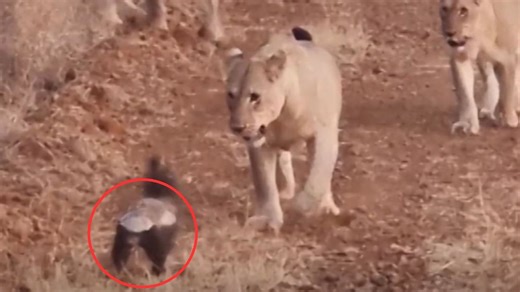 Beute unterschätzt - Furchtloser Honigdachs wehrt sich gegen vier Löwinnen