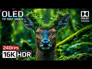 BEST HDR Display Test 240fps | Macro OLED 4K HDR Video (8K Video ULTRA HD TV)
