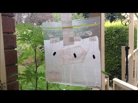 Growing Beans: Method 2: Zip lock bag