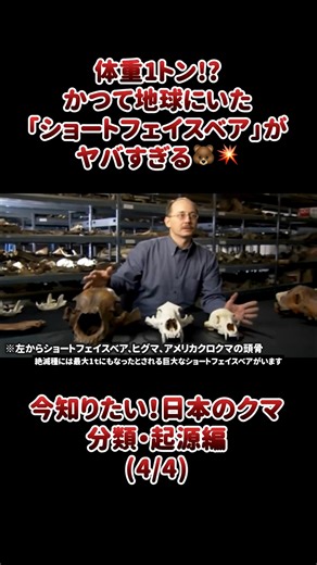 いきもの.com on Instagram: "体重1トン!?かつて地球にいた「ショートフェイスベア」がヤバすぎる🐻💥 日本に住む陸生動物では最も大きいクマ。 日本には北海道にヒグマが、本州と四国にツキノワグマが生息していますが、昨今、クマによる被害が大きく取りざたされています。 クマと共存するためには、人間側がクマを正しく知る必要があります。 そこで日本のクマの分類や分布、生態、被害や対策について、生きもの.comが詳しく紹介していきます。 初回となる今回は、クマの分類と起源について解説します(4/4)。 ■クマの詳しい生態はこちら https://ikimonopedia.com/category/carnivora/caniformia/ursidae/ ■日本最大の動物図鑑「いきもの.com」を運営しています https://ikimonopedia.com/ いきもの.comは、世界各国さまざまな生き物をご紹介する日本最大のいきもの図鑑です。 それぞれの生き物について、生息地や食べるもの、その生き物ならではの特徴など、画像や動画と共に、他にはないほど詳しく解説しています。