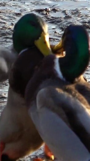 Cat interrupts duck fight