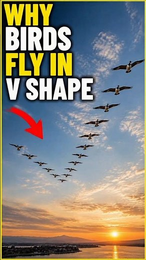 🦅The Science Behind Birds Flying in V Formation! 😱 #shorts