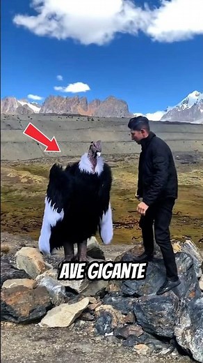 Meet the world's largest bird! 🦅