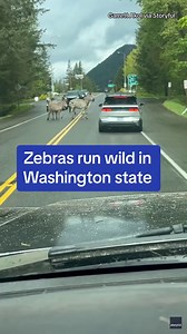 659K views · 7.3K reactions | Four zebras went on the loose and ran between cars in North Bend, Washington on Sunday after escaping from a trailer, authorities said. Three of the four zebras were successfully wrangled. | CBS News | Facebook