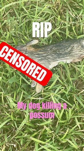 Dog killing possum caught on camera (GRAPHIC)