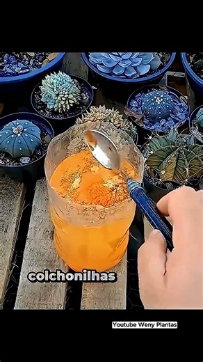 Want to discover how to care for your plants? Watch the full videos on the channel! - @wenyplantas
