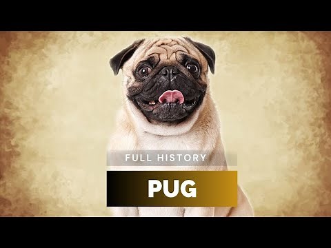 Pug - Full History