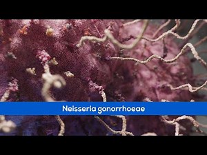 Medical Animations - Bacteria Gonorrhoea