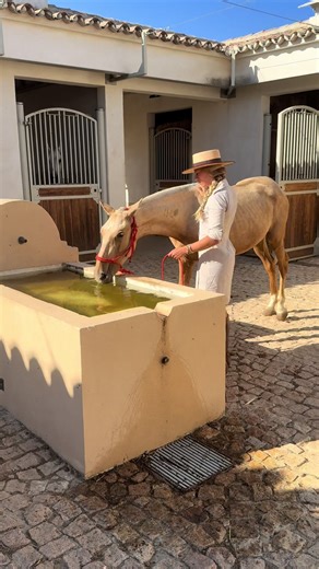Horses 🥹#campo #caballo #horses #spain #riding