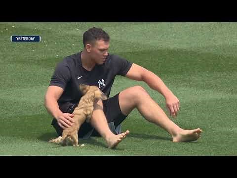 Aaron Judge plays with his pet Dachshund "Gus" inside Yankee Stadium