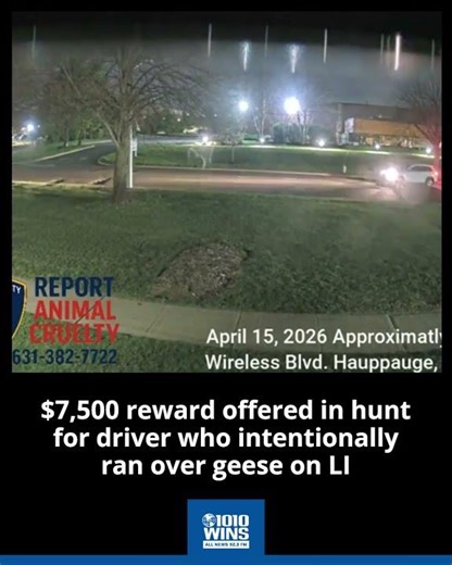 $7,500 reward offered in hunt for driver who intentionally ran over geese on LI