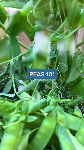 Edible Parts of the Pea Plant: Gardening Tips