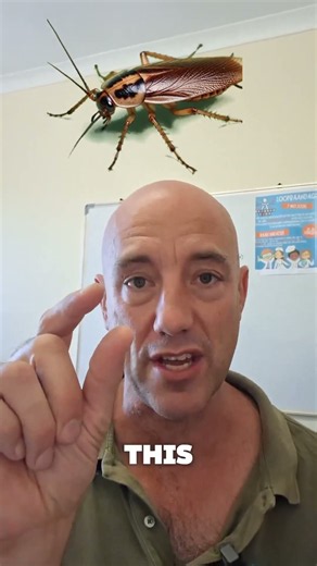 German Cockroach ID Guide - Gqeberha's Most Common Pest