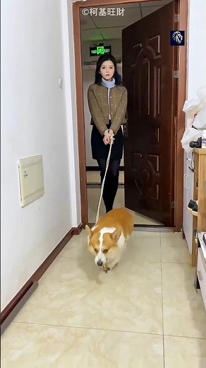 Smartest Dog Ever Brought His Owner a Girlfriend 😱