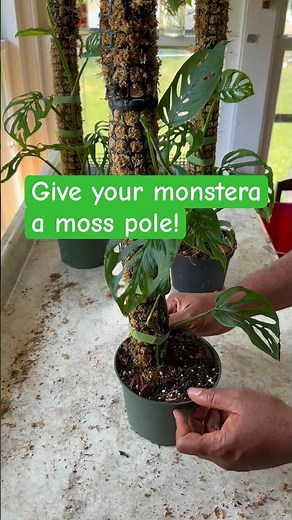 Training a Monstera Adansonii to Climb a Moss Pole | Faster Growth & Bigger Leaves