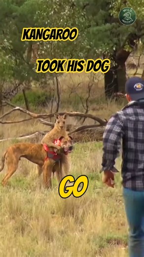 Kangaroo Took His Dog. He Did THIS to Save Him ❤️