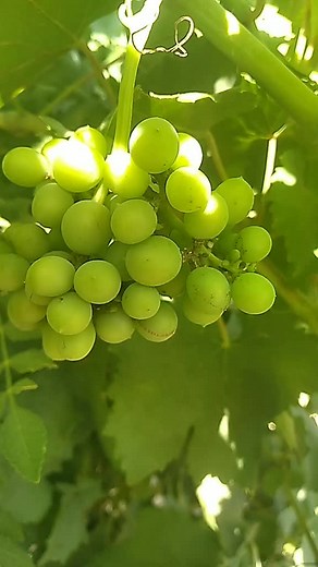 Zakaria على TikTok