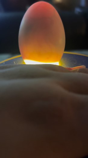 Duckling eggs day 15! | Lakin Patten