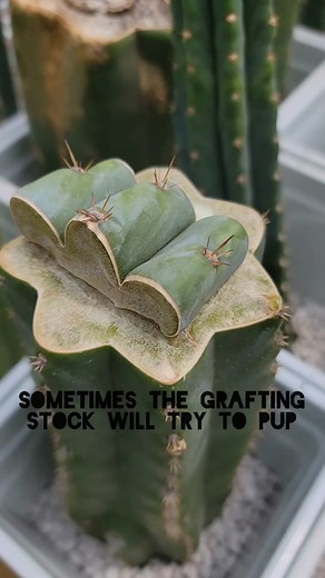 How to Remove Cactus Pups from Unrooted Grafting Stock