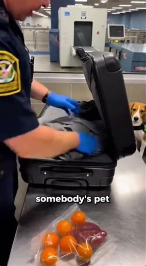 This dog replaced a $300,000 scanner