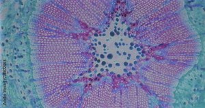 VHS recording of plant stem with floating microorganisms and bacteria under a microscope. Cells under a microscope. Germs under a scope. Videotape of biology experiment under an old scope