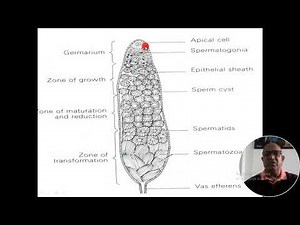 MALE REPRODUCTIVE SYSTEM OF INSECT