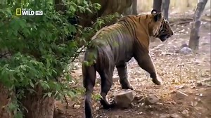 [Nat Geo Wild HD] Tigers Revenge HD (Nature Documentary)