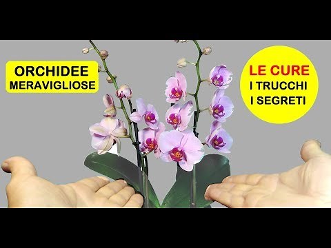 ORCHIDS: HOW TO CARE FOR THEM, WATERING THEM, FERTILIZING THEM, PRUNING THEM AND THEIR EXPOSURE