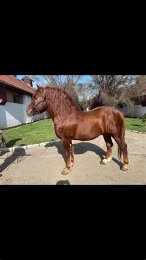 Armăsari de Monta Publica din patrimoniul genetic! Monte gratuite @Depozitul de Armăsari Tg.Mures detalii: 0745 555 254 #romsilva #horsebreeding #horses #horsetiktok #mures