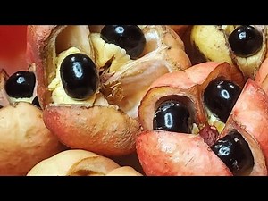 How To Clean And Store Fresh Ackee ||Chef Kevan.