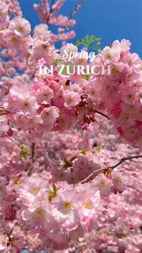 Spring In Zurich , Switzerland🌸🇨🇭#spring #switzerland #zurich