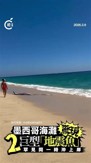 【罕见！墨西哥海滩两巨型皇带鱼搁浅】 墨西哥卡波圣卢卡斯海滩近日惊现两条罕见深海皇带鱼搁浅，引发网上热议。这类绰号“地震鱼/末日鱼”的巨型鱼种，身长可达30呎，平时栖息洋面下约3000呎，古时传说预示地震或海啸，如2011年日本震灾前曾现身20次，但科学界未见确证。在影片显示可见，两游客发现皇带鱼在浅水挣扎，当地人合力将其推返深水，对于罕见连续两条皇带鱼搁浅，众人都表示啧啧称奇。#墨西哥 #海滩 #皇带鱼 #搁浅 #游客