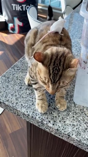 Can A Mouse And Cat Be Friends? | Coby Persin