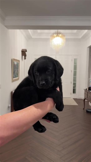 Playful Labrador Retriever Puppy Visits Our Family