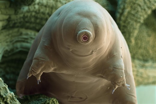 Au défi d’imaginer le doublage humain du tardigrade, star lilliputienne d’un documentaire sur Arte