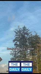 Some legend just climbed to the top of this huge tree in Co Leitrim and placed a tricolour at the very top 🇮🇪💪🏻 Follow us and share this footage ▶️ | The Daily Ireland