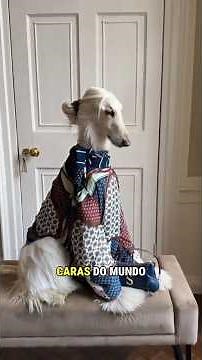 As 10 Raças de Cães Mais Caras do Mundo #cachorros #top10 #husky #curiosidades